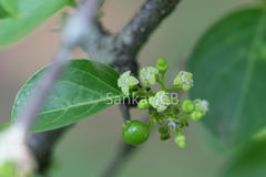 Canthium parviflorum